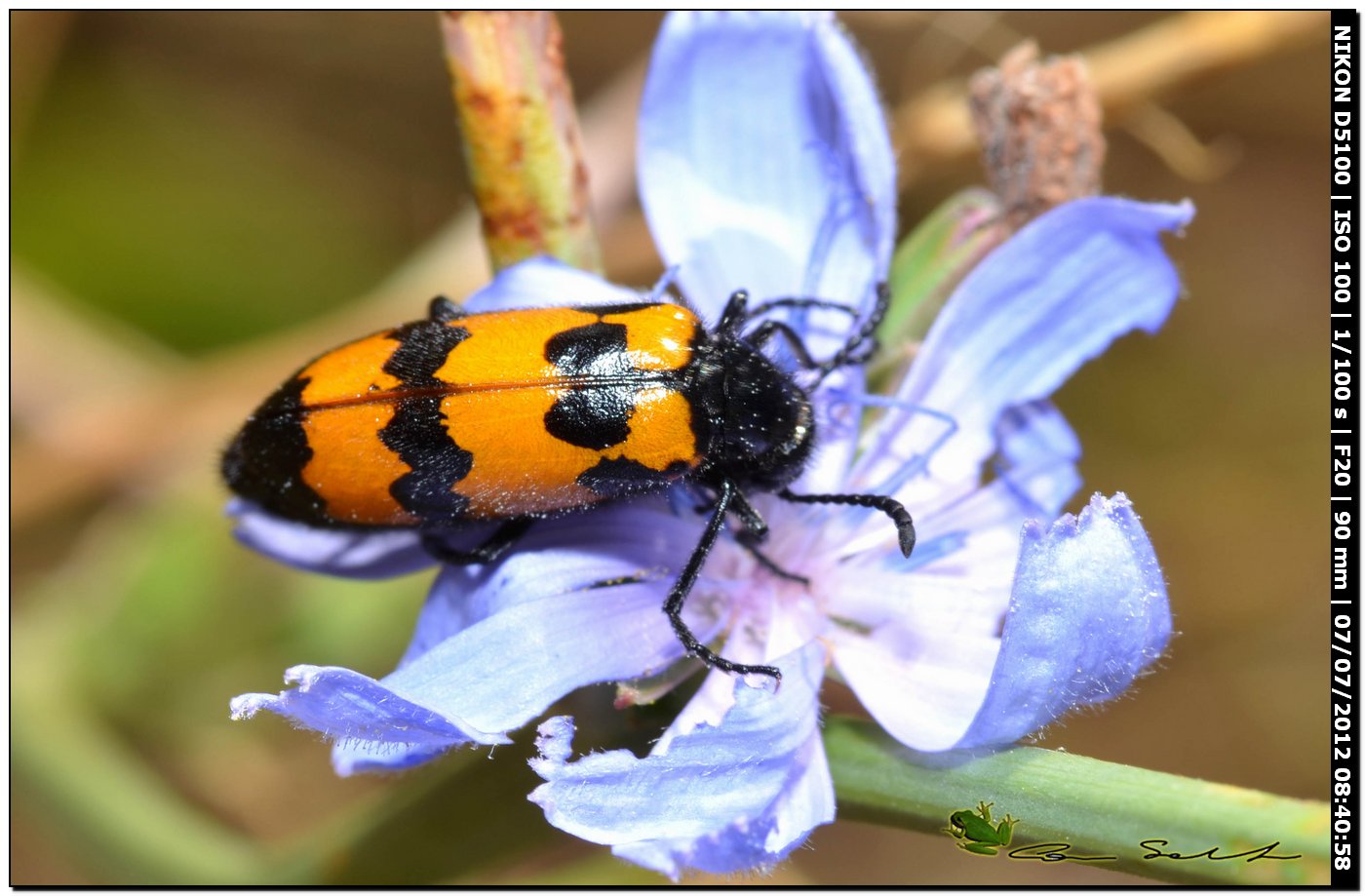 Meloidae, Mylabris variabilis